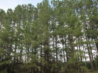 IMG_2177.jpg