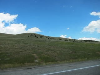 IMG_1453.jpg