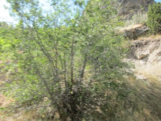 IMG_1595.jpg